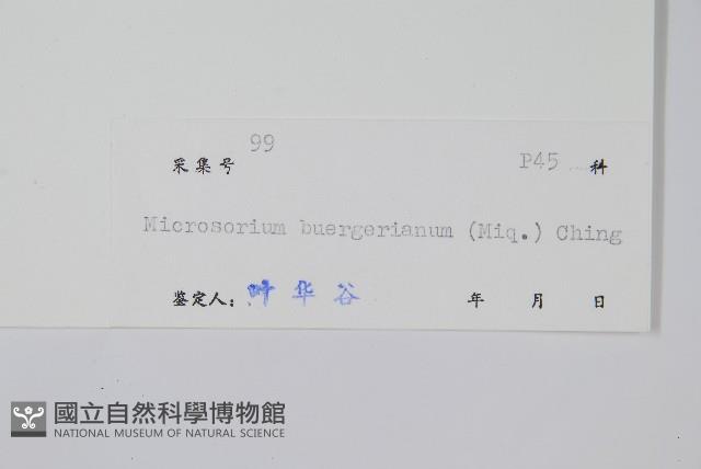 波氏星蕨藏品圖，第2張