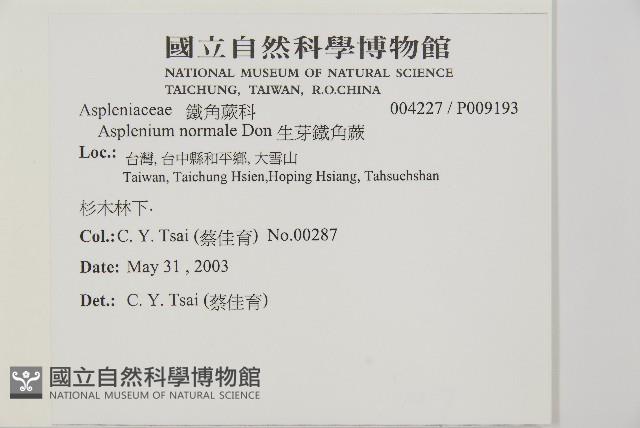 生芽鐵角蕨藏品圖，第2張