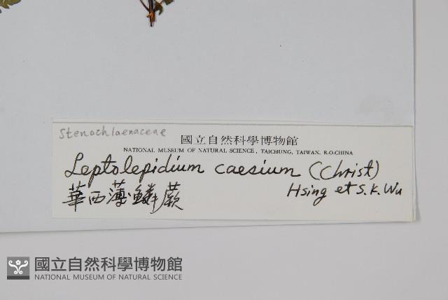 華西薄鱗蕨藏品圖，第2張