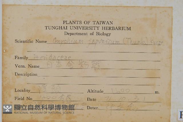 日本金粉蕨藏品圖，第2張