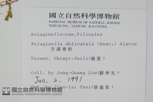 全緣卷柏藏品圖，第2張