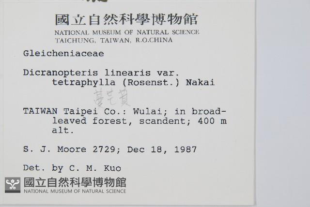 蔓芒萁藏品圖，第2張