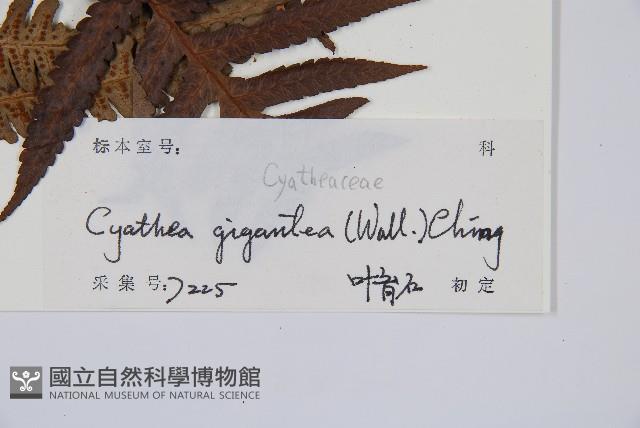 大桫欏藏品圖，第5張