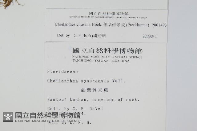 細葉碎米蕨藏品圖，第2張