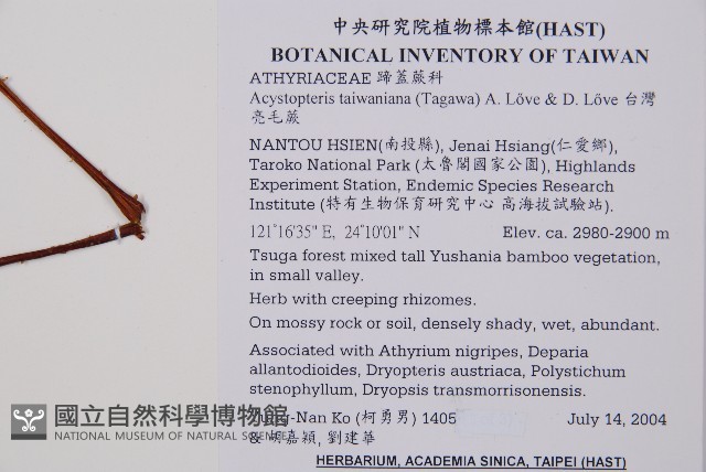 台灣亮毛蕨藏品圖，第2張