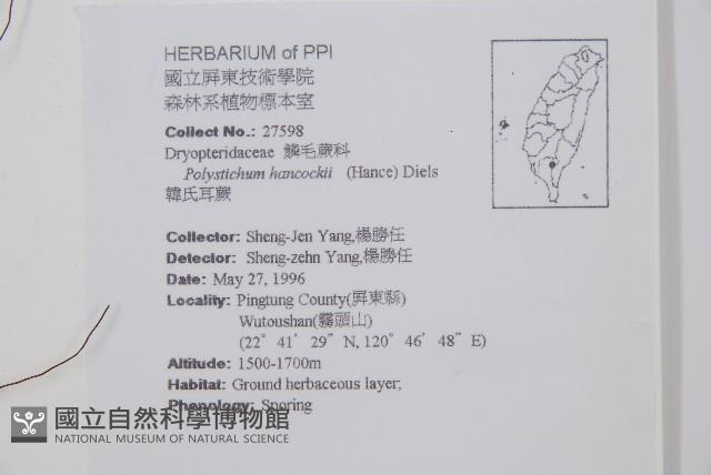 韓氏耳蕨藏品圖，第2張