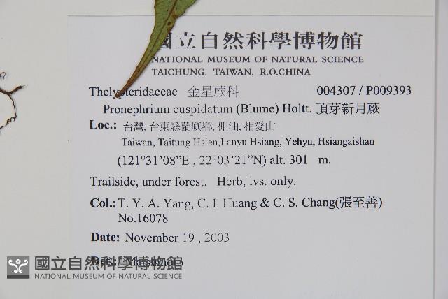 頂芽新月蕨藏品圖，第2張