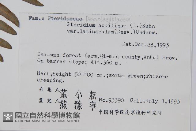 蕨藏品圖，第2張