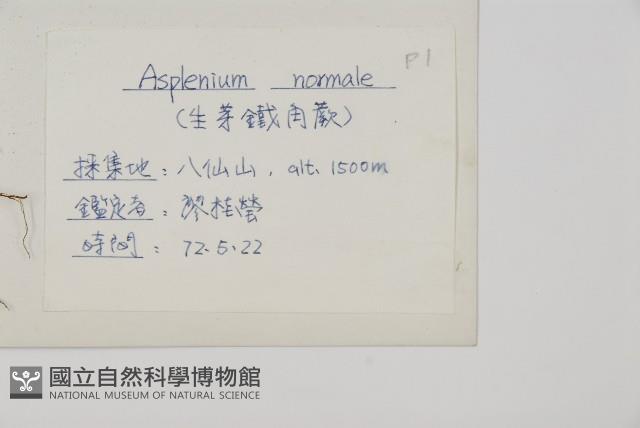 生芽鐵角蕨藏品圖，第2張