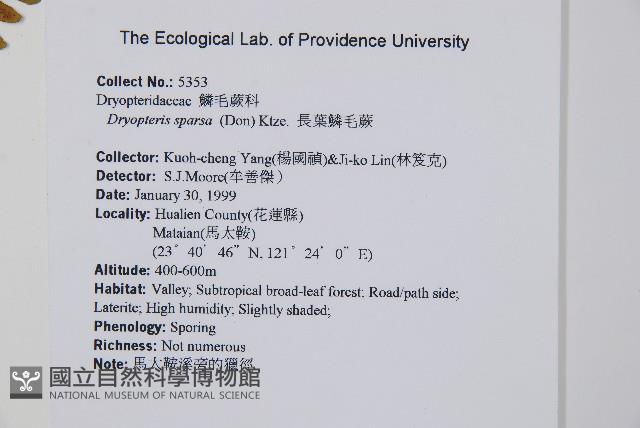 長葉鱗毛蕨藏品圖，第2張