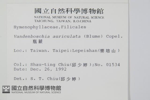 瓶蕨藏品圖，第2張