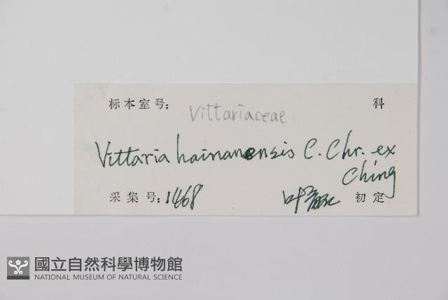 書帶蕨藏品圖，第2張