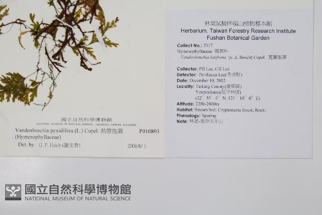 熱帶瓶蕨藏品圖，第2張