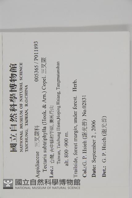 三叉蕨藏品圖，第2張