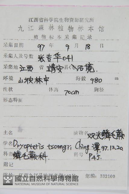 觀光鱗毛蕨藏品圖，第2張