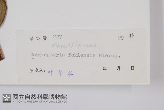 福建蓮座蕨藏品圖，第2張