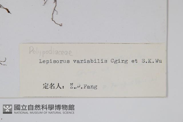 多變瓦葦藏品圖，第2張