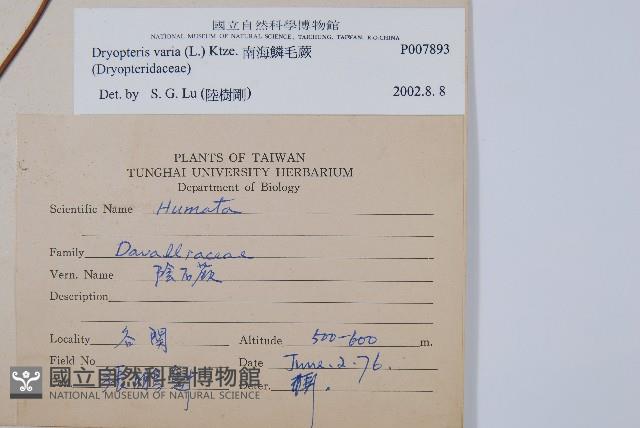 南海鱗毛蕨藏品圖，第2張