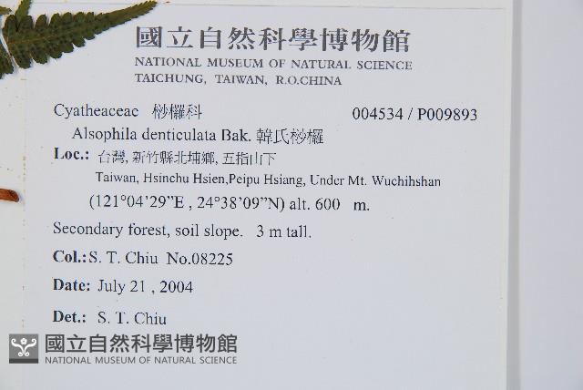 韓氏桫欏藏品圖，第5張