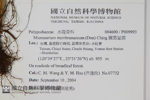 膜葉星蕨藏品圖，第2張