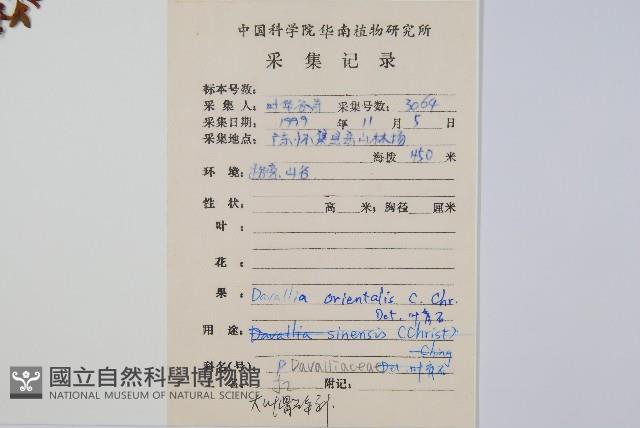 大葉骨碎補藏品圖，第2張