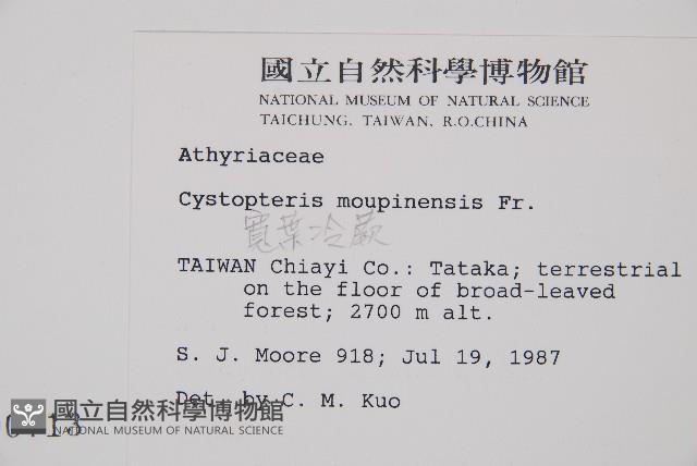 寬葉冷蕨藏品圖，第2張