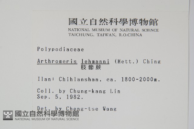 肢節蕨藏品圖，第2張