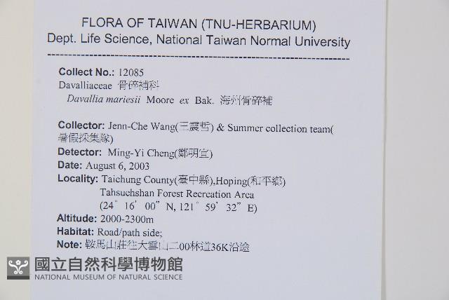 海州骨碎補藏品圖，第2張