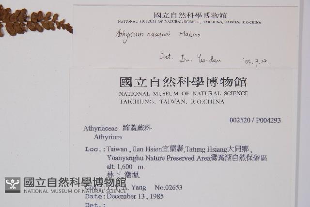 紅苞蹄蓋蕨藏品圖，第2張
