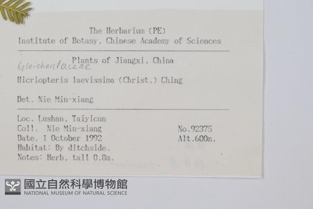 光裏白藏品圖，第2張