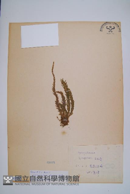 福氏石松藏品圖，第1張