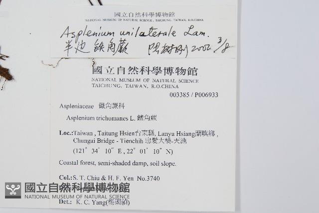 單邊鐵角蕨藏品圖，第2張