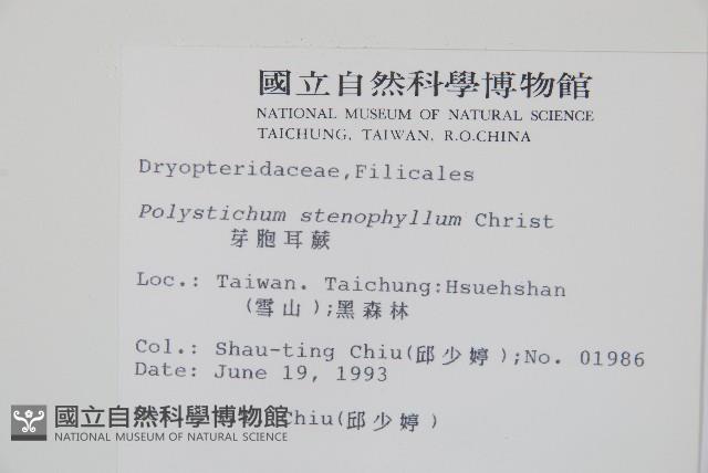芽胞耳蕨、芽孢耳蕨藏品圖，第2張