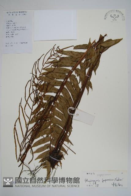 華東瘤足蕨藏品圖，第1張