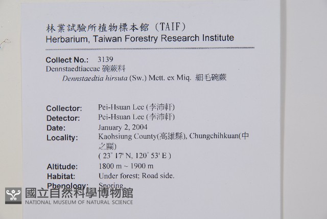 細毛碗蕨藏品圖，第2張