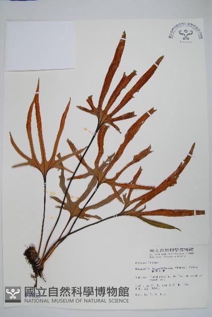 槭葉石葦藏品圖，第1張