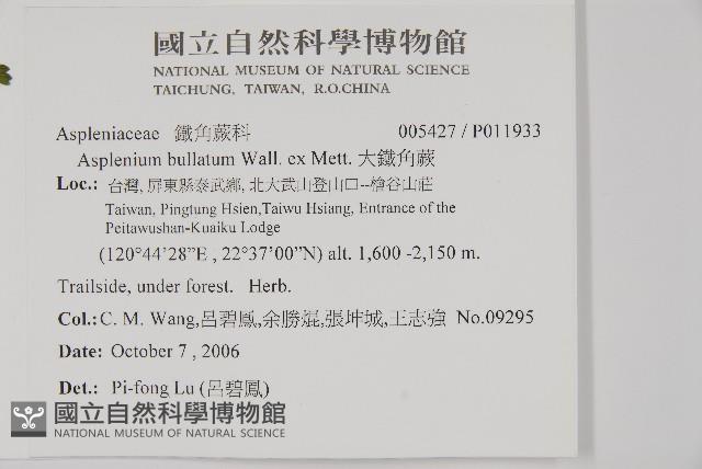 大鐵角蕨藏品圖，第2張