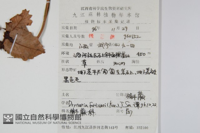 槲蕨藏品圖，第2張