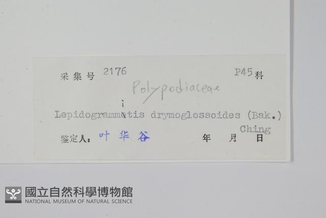 抱石蓮藏品圖，第2張