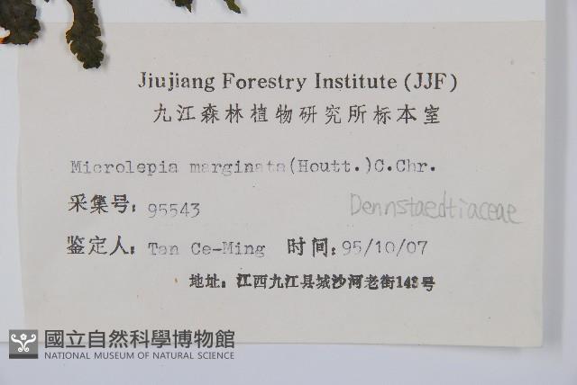 邊緣鱗蓋蕨藏品圖，第2張