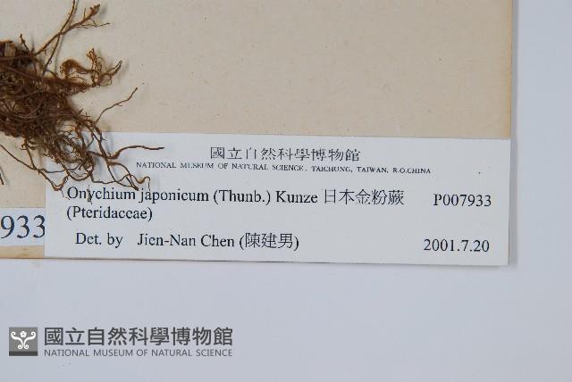 日本金粉蕨藏品圖，第1張