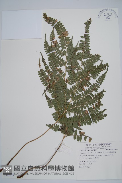 斜方複葉耳蕨藏品圖，第1張