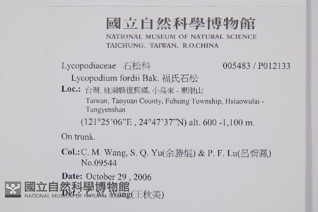 福氏石松藏品圖，第2張