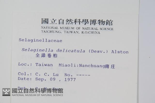 全緣卷柏藏品圖，第2張