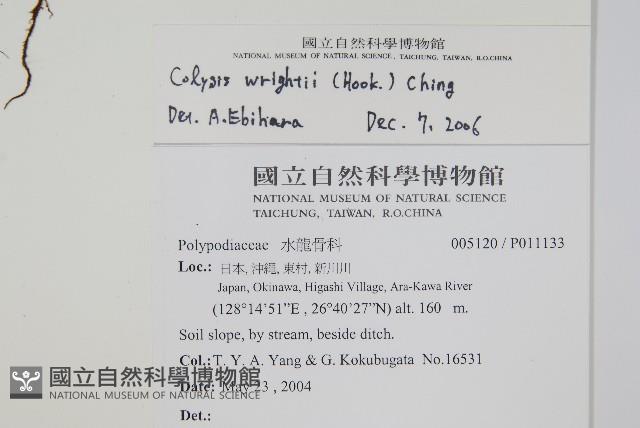 萊氏線蕨藏品圖，第2張