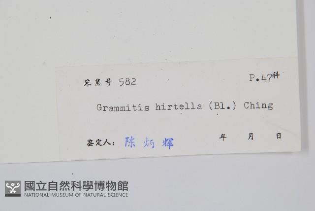 紅毛禾葉蕨藏品圖，第2張