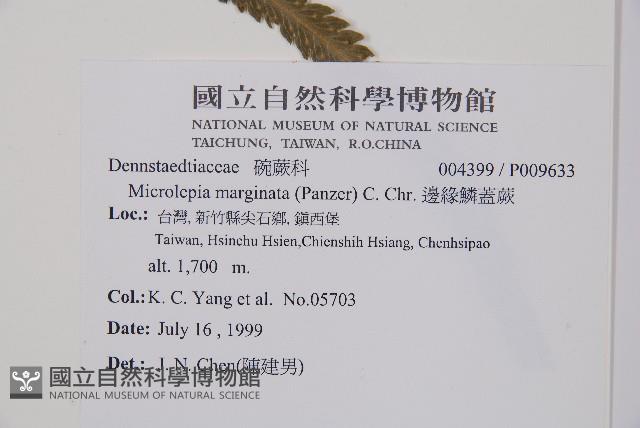 邊緣鱗蓋蕨藏品圖，第2張