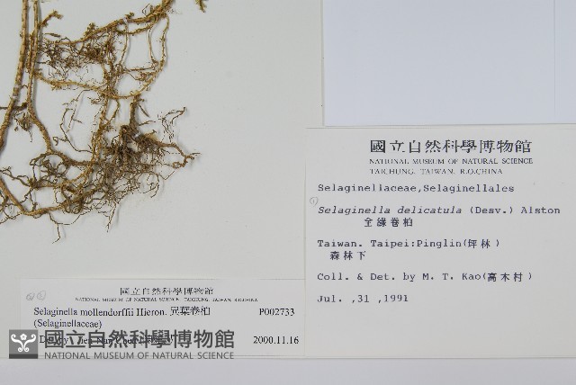異葉卷柏藏品圖，第2張