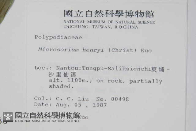 大星蕨藏品圖，第2張