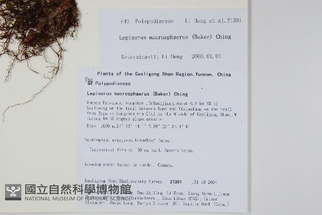 大瓦葦藏品圖，第2張